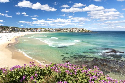 Image of flowers on a cliff above Bondi Beach in Sydney, Australia